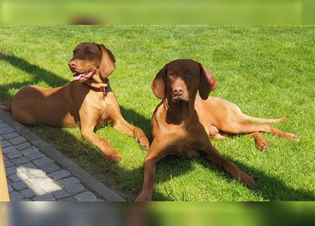 Magyar Vizsla Welpen reinrassig,alle Welpen sind reserviert