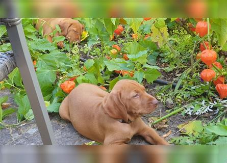 Magyar Vizsla Welpen reinrassig,alle Welpen sind reserviert