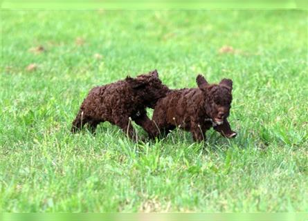 Lagotto Romagnolo