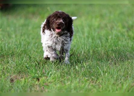 Lagotto Romagnolo