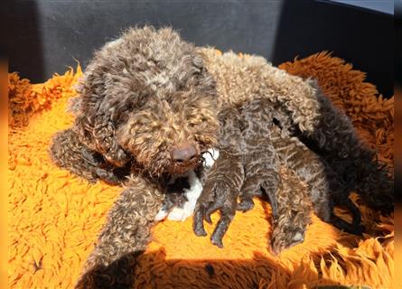 Lagotto Romagnolo