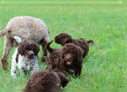 Lagotto Romagnolo