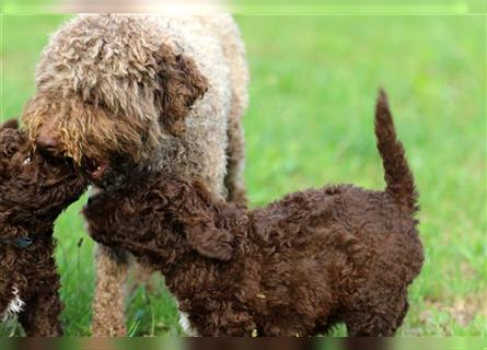 Lagotto Romagnolo