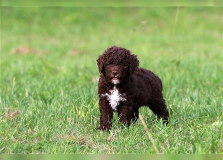 Lagotto Romagnolo