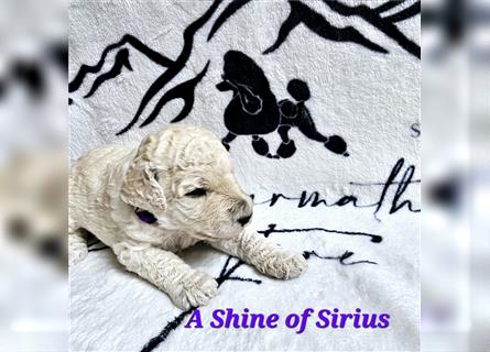 Sagarmatha Fire A Shine Of Sirius