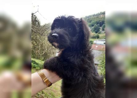 Aussiedoodle, Welpe