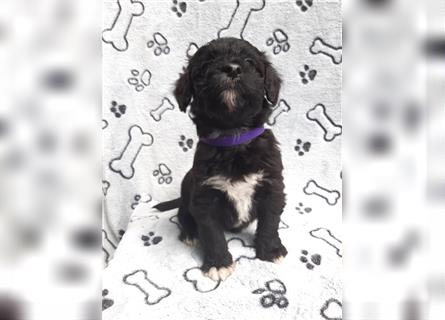 Aussiedoodle, Welpe