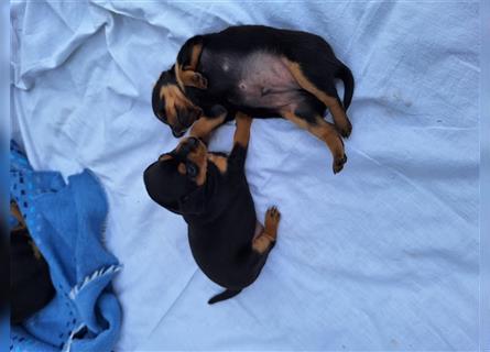 Zwergpinscher Welpen