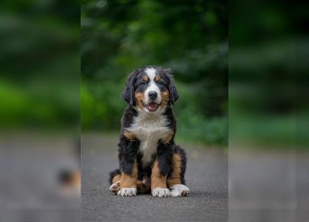 Berner-Sennenhund Welpen reinrassig