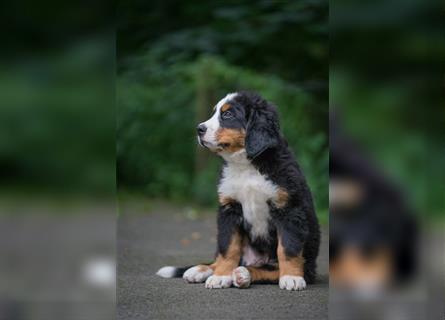 Berner-Sennenhund Welpen reinrassig