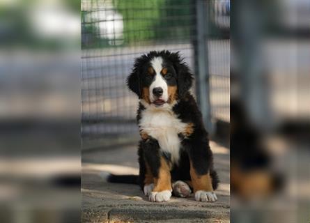 Berner-Sennenhund Welpen reinrassig