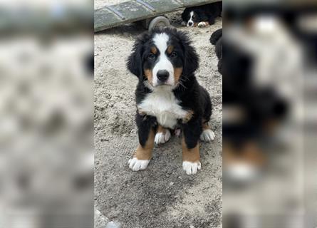 Berner-Sennenhund Welpen reinrassig