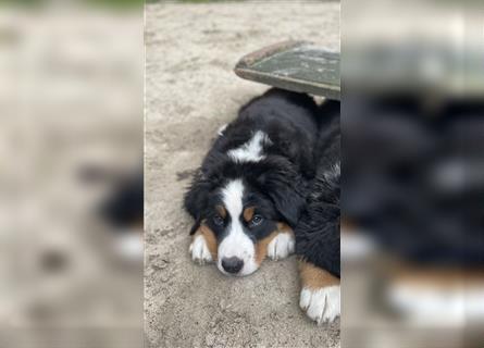 Berner-Sennenhund Welpen reinrassig