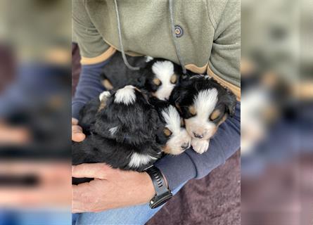 Berner-Sennenhund Welpen reinrassig