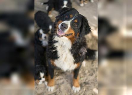 Berner-Sennenhund Welpen reinrassig