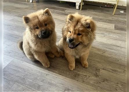 Chow Chow Welpen