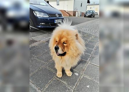 Chow Chow Welpen