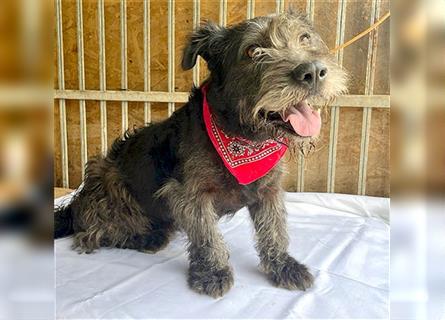 kompakte kleine LOLA - 5,5 Jahre, 37cm/18kg - Schnauzer-Mix