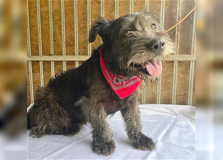 kompakte kleine LOLA - 5,5 Jahre, 37cm/18kg - Schnauzer-Mix