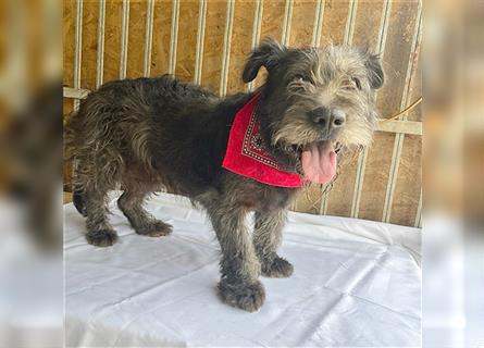 kompakte kleine LOLA - 5,5 Jahre, 37cm/18kg - Schnauzer-Mix