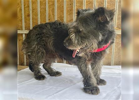 ❤️ kompakte kleine LOLA - 5,5 Jahre, 37cm/18kg - Schnauzer-Mix