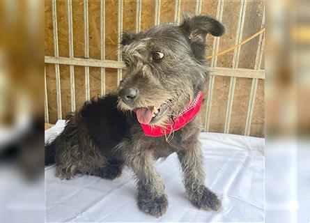 kompakte kleine LOLA - 5,5 Jahre, 37cm/18kg - Schnauzer-Mix