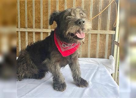 kompakte kleine LOLA - 5,5 Jahre, 37cm/18kg - Schnauzer-Mix