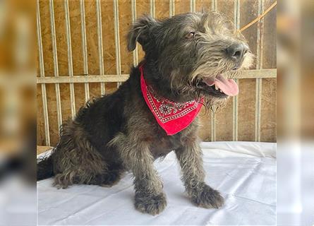 kompakte kleine LOLA - 5,5 Jahre, 37cm/18kg - Schnauzer-Mix