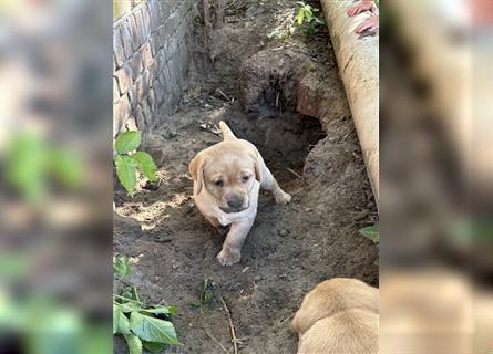 Zuckersüße Labradorwelpen in liebevolle Hände abzugeben