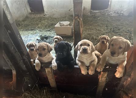 Zuckersüße Labradorwelpen in liebevolle Hände abzugeben