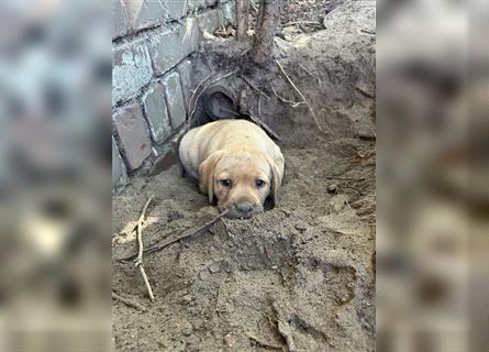 Zuckersüße Labradorwelpen in liebevolle Hände abzugeben