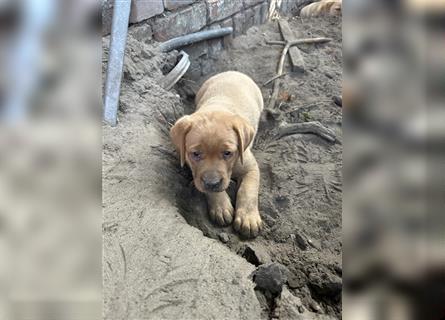 Zuckersüße Labradorwelpen in liebevolle Hände abzugeben