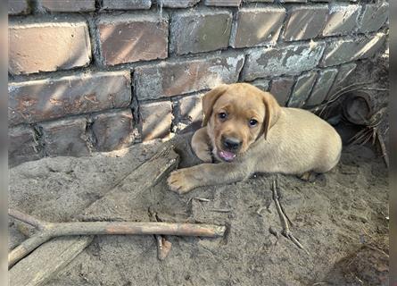 Zuckersüße Labradorwelpen in liebevolle Hände abzugeben