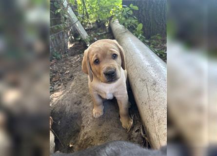 Zuckersüße Labradorwelpen in liebevolle Hände abzugeben