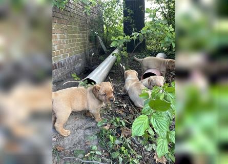 Zuckersüße Labradorwelpen in liebevolle Hände abzugeben