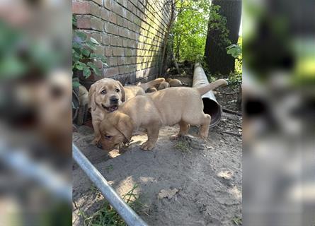 Zuckersüße Labradorwelpen in liebevolle Hände abzugeben