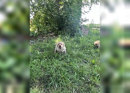 Zuckersüße Labradorwelpen in liebevolle Hände abzugeben