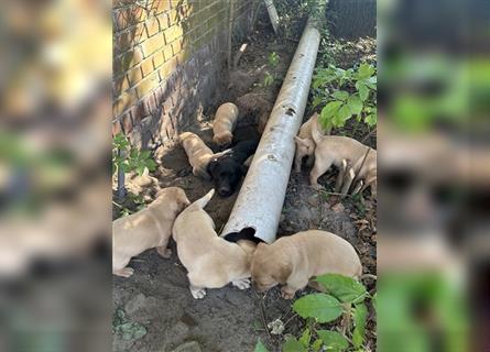 Zuckersüße Labradorwelpen in liebevolle Hände abzugeben