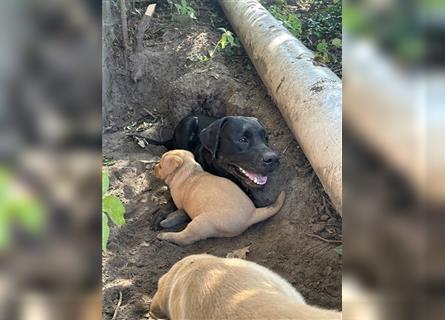 Zuckersüße Labradorwelpen in liebevolle Hände abzugeben