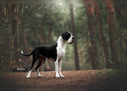 Welpen Deutsche Doggen FCI