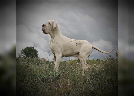 Welpen Deutsche Doggen FCI