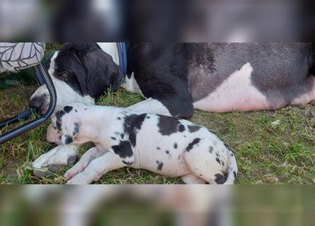 Welpen Deutsche Doggen FCI