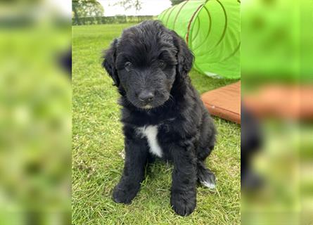 Aussiedoodle F1 in gute Hände zu vermitteln