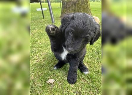 Aussiedoodle F1 in gute Hände zu vermitteln