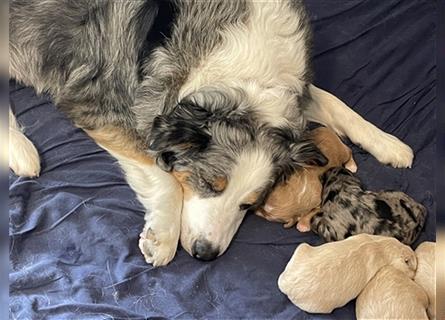 Aussiedoodle F1 in gute Hände zu vermitteln