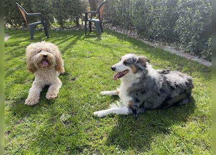 Aussiedoodle F1 in gute Hände zu vermitteln