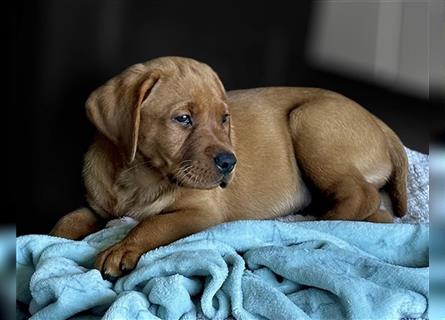 Abgabebereit! Labrador Welpen in Foxred  mit Ahnentafe