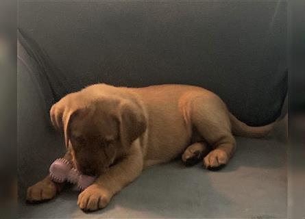 Abgabebereit! Labrador Welpen in Foxred  mit Ahnentafe