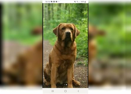 Abgabebereit! Labrador Welpen in Foxred  mit Ahnentafe