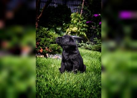 Labrador Welpen in Foxred und Schwarz mit Ahnentafel